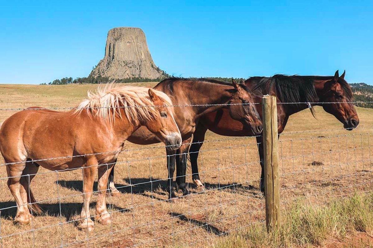 Horses standing in a field with Devils Tower in the background.
