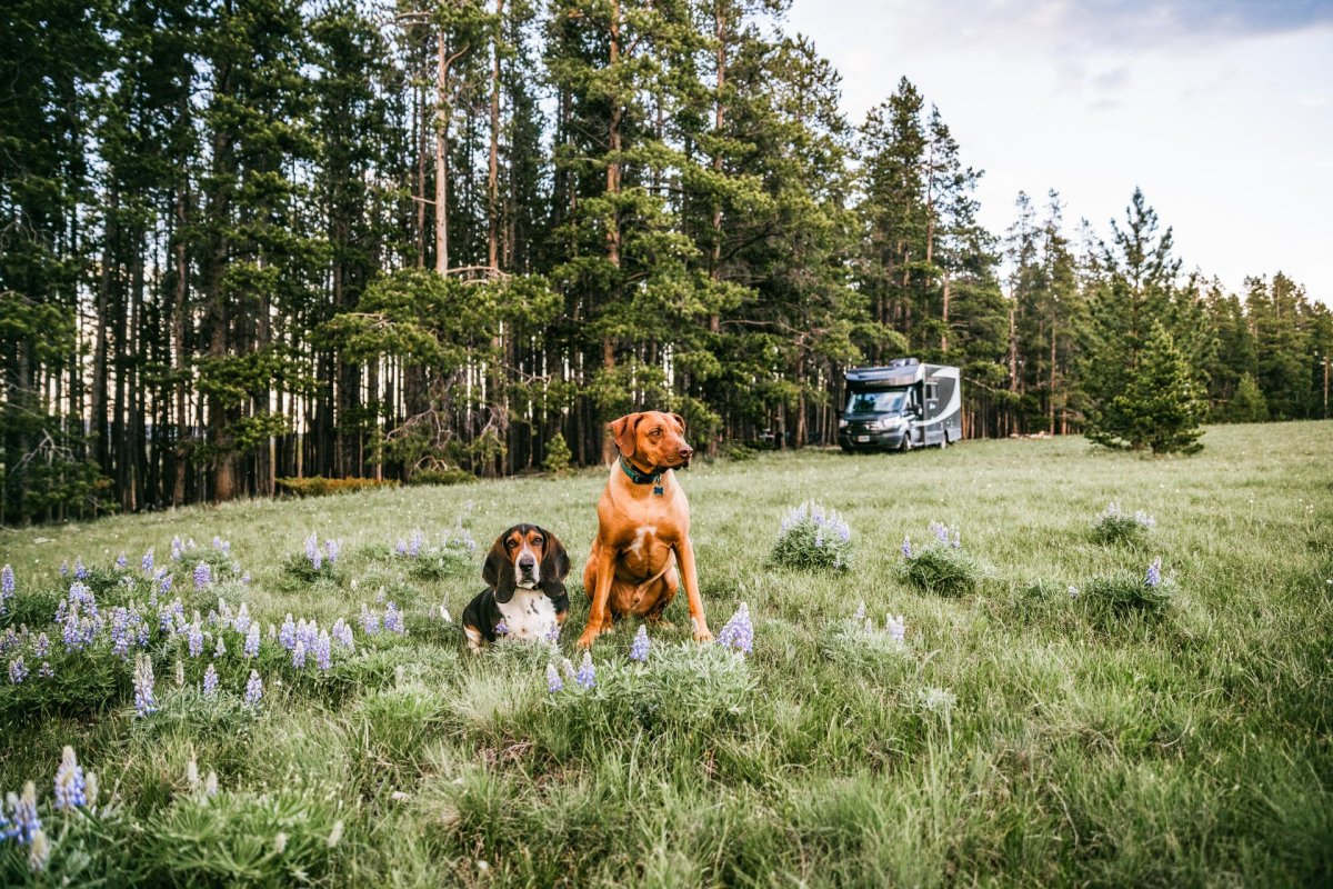 Two dogs in a meadow with woods and an RV in the background.