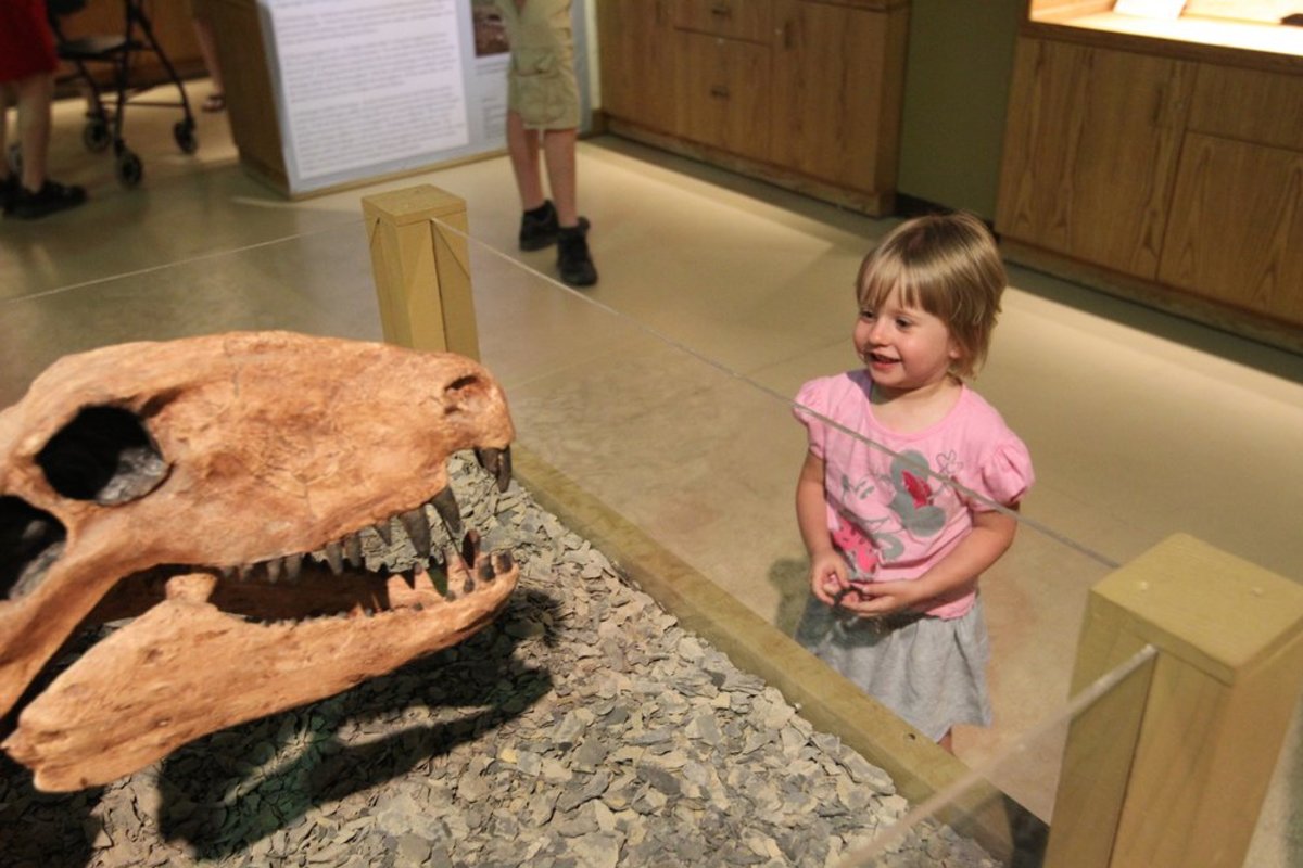 Little girl checking out a dinosaur fossil.