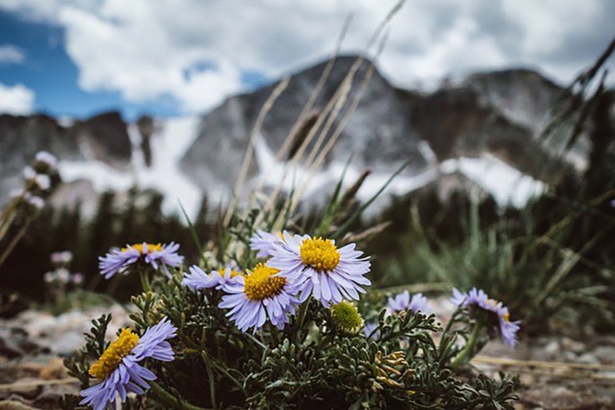 Lilac flowers before a mountain range in Alpine, a small Wyoming town that offers camping.