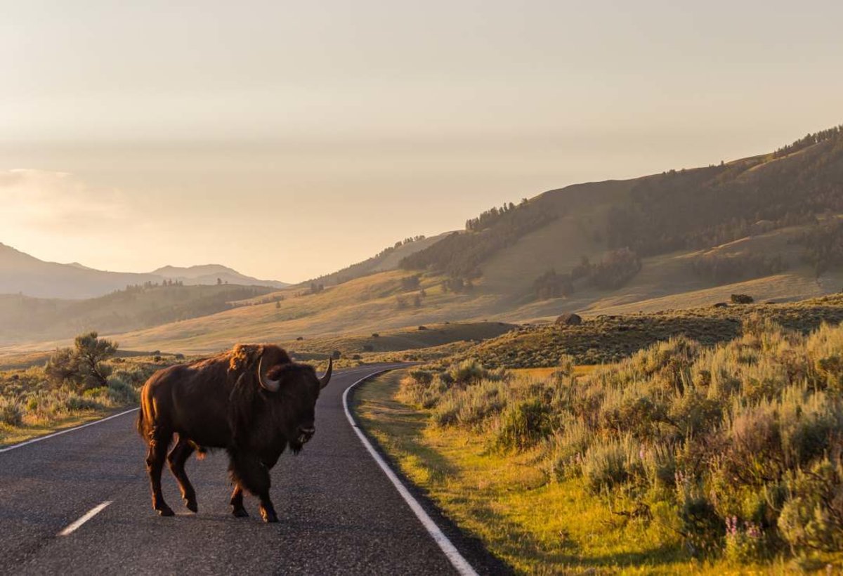 Bison crossing the road in Lamar Valley at Sunset.