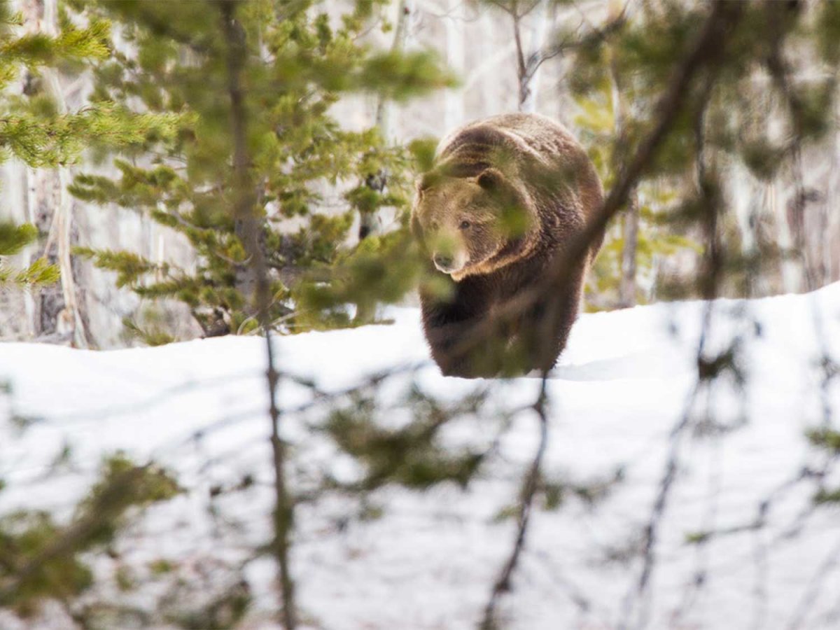 Wildlife watching