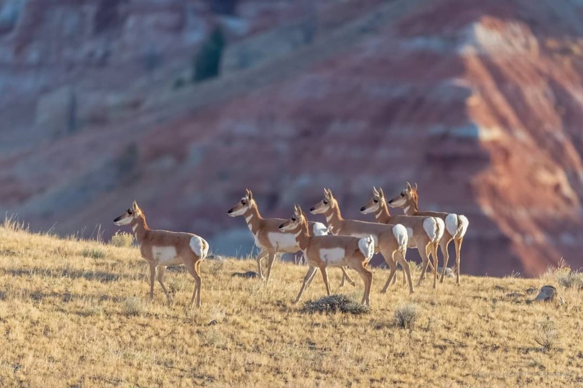 Deer before a mountain range in Dubois, a western town that offers campsites