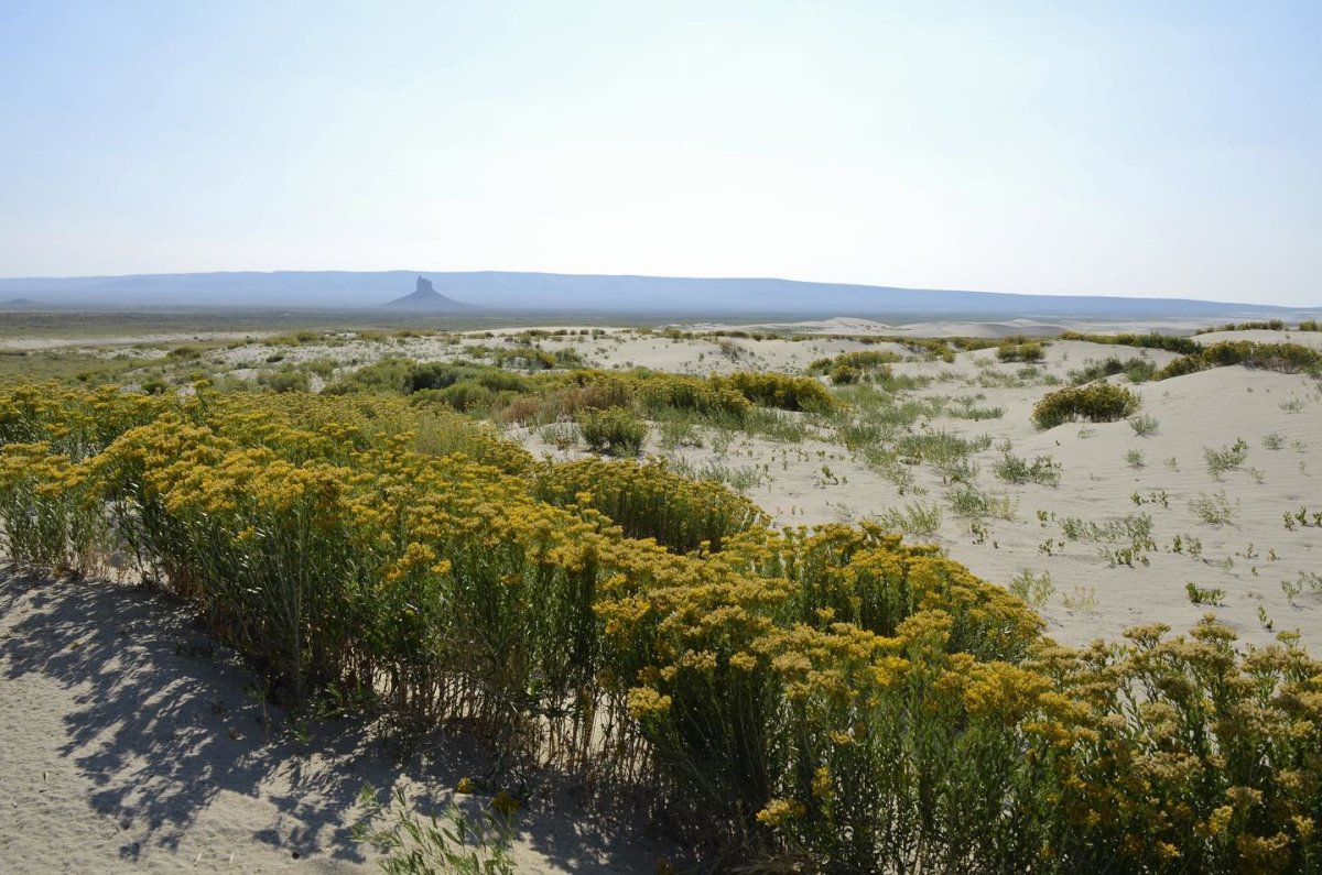 Killpecker sand dunes - Red Desert