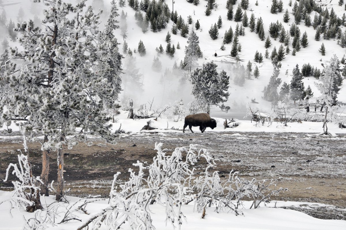 Yellowstone Bison in Winter
