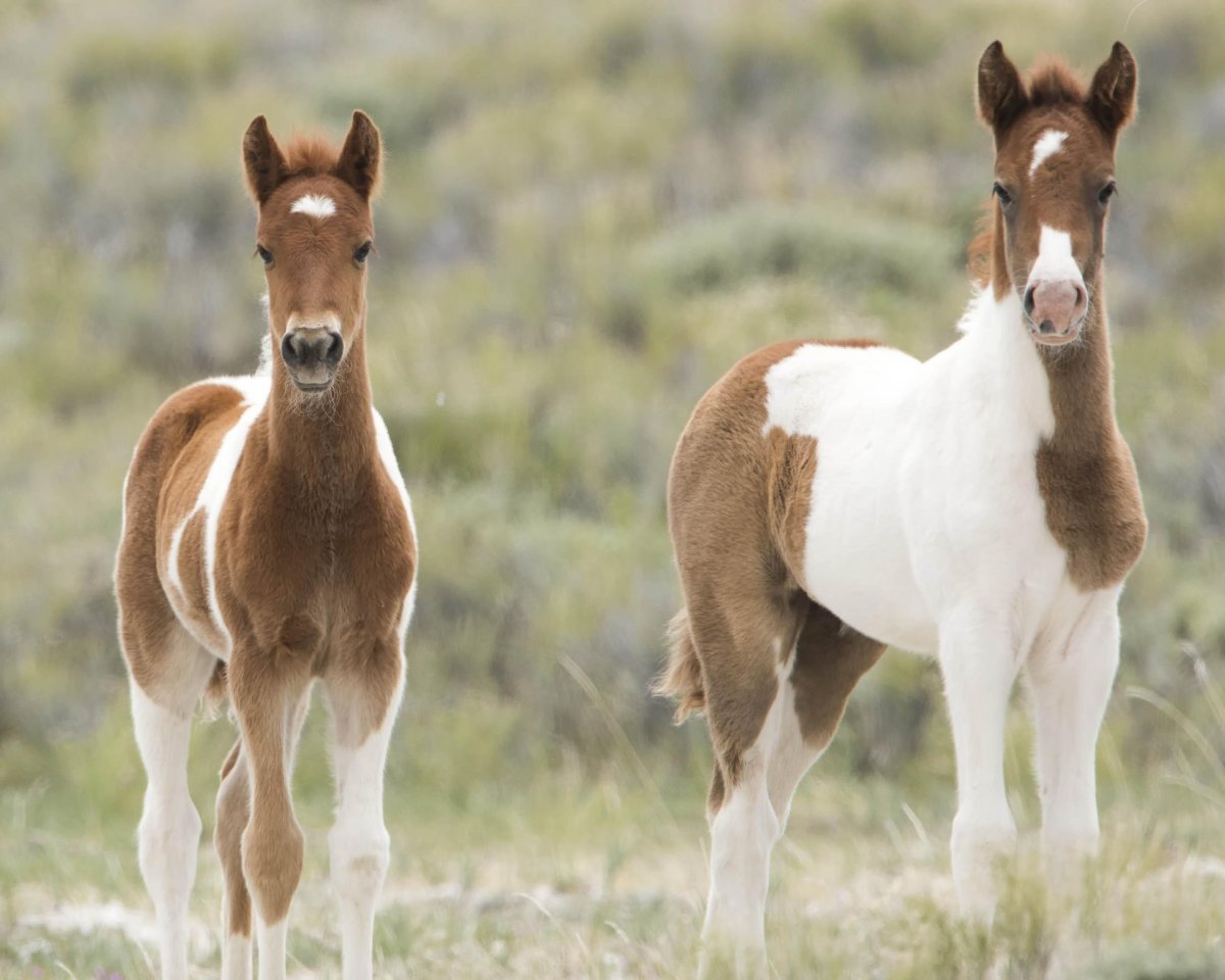 Two Wild horses in Red Desert