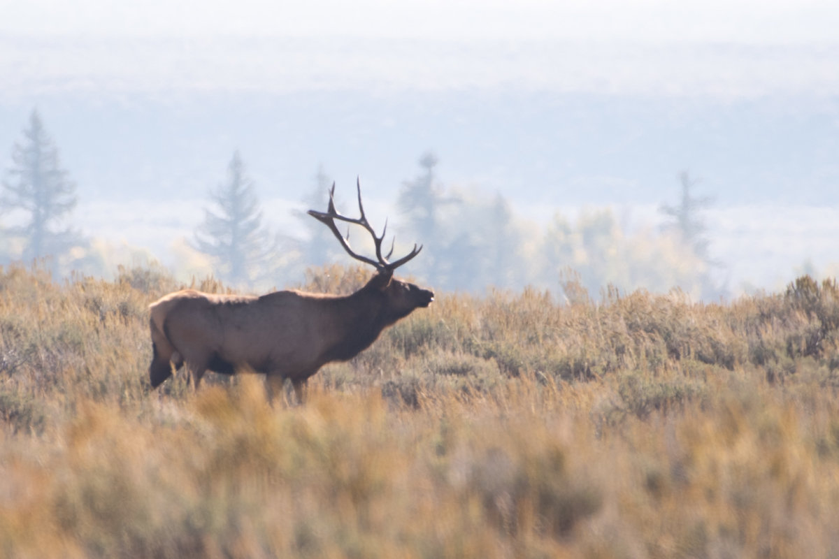 Elk walking in a field near Dubois, WY.