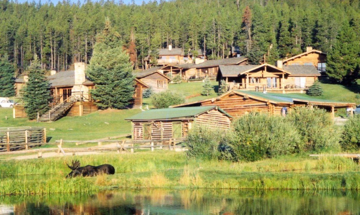 A moose grazes in wetlands in front of Paradise Guest Ranch in Buffalo, Wyoming.