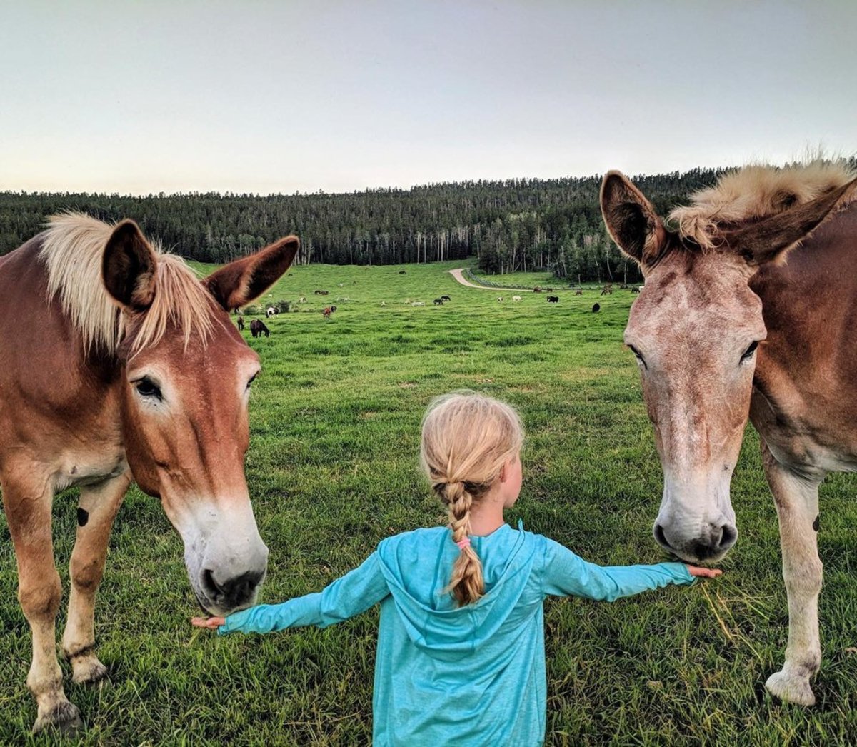 A little girl feeding two horses in an open field of grass and a forest in the distance at Paradise Guest Ranch.