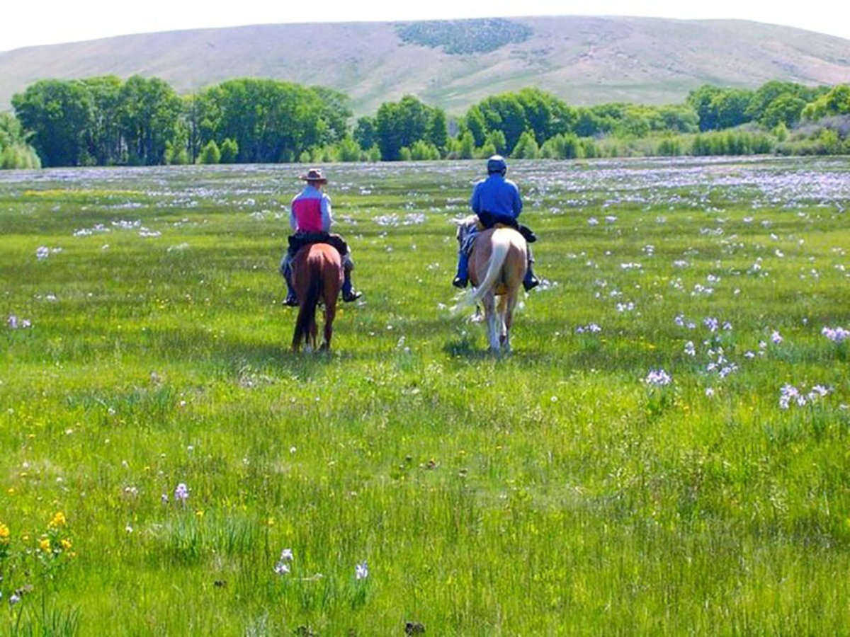 Two people riding horses through a sprawling field of wildflowers at Vee Bar Guest Ranch.