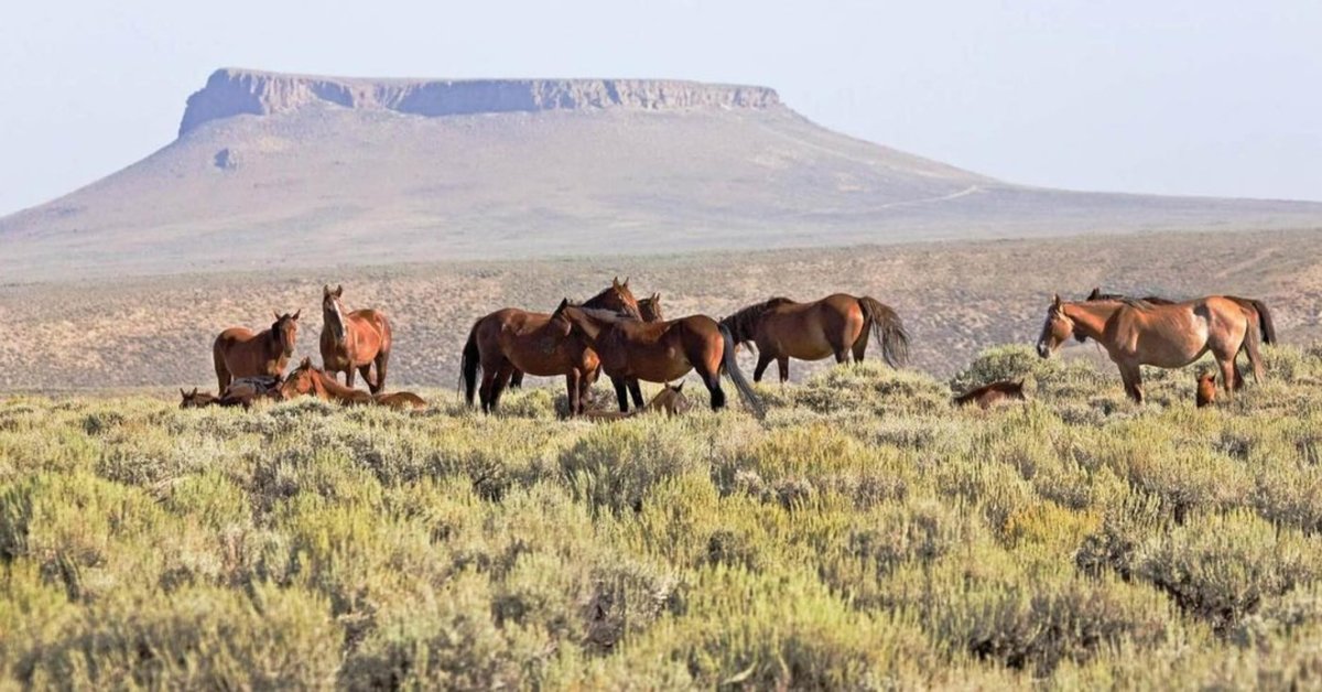 Wild horses in an open field with Pilot Butte in the background.