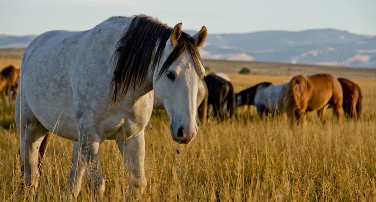 Wind River Indian Reservation