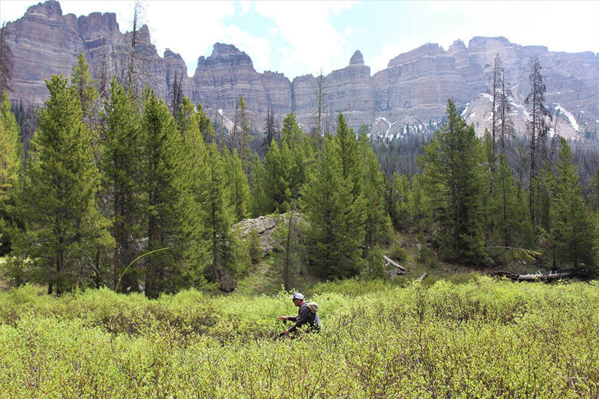 A man casts a fly rod on a creek surrounded by bright green shrubbery with mountains in the background.
