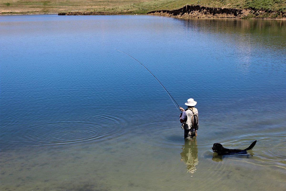 Individual stands in Plains Lake with fly fishing rod, hat, vest and net. A black labrador retriever dog wades in the water nearby.