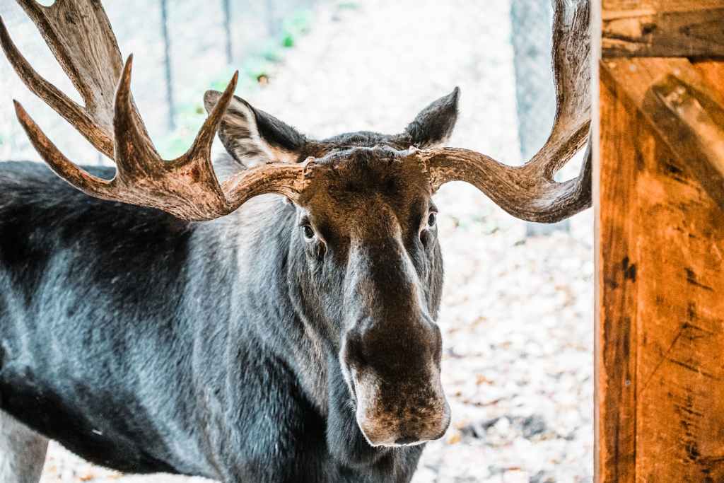 Moose. Photo Credit: Maine Wildlife Park