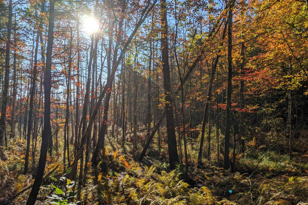 Forest. Photo Credit: Jeannie Christie