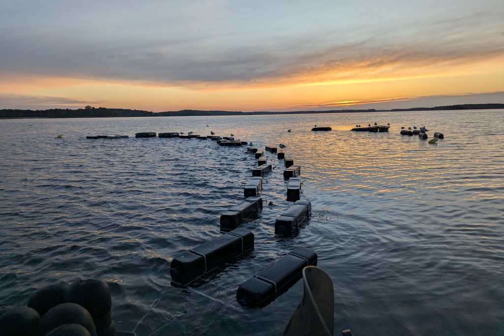 Oyster Farm. Photo Credit: Indigo Oyster Company