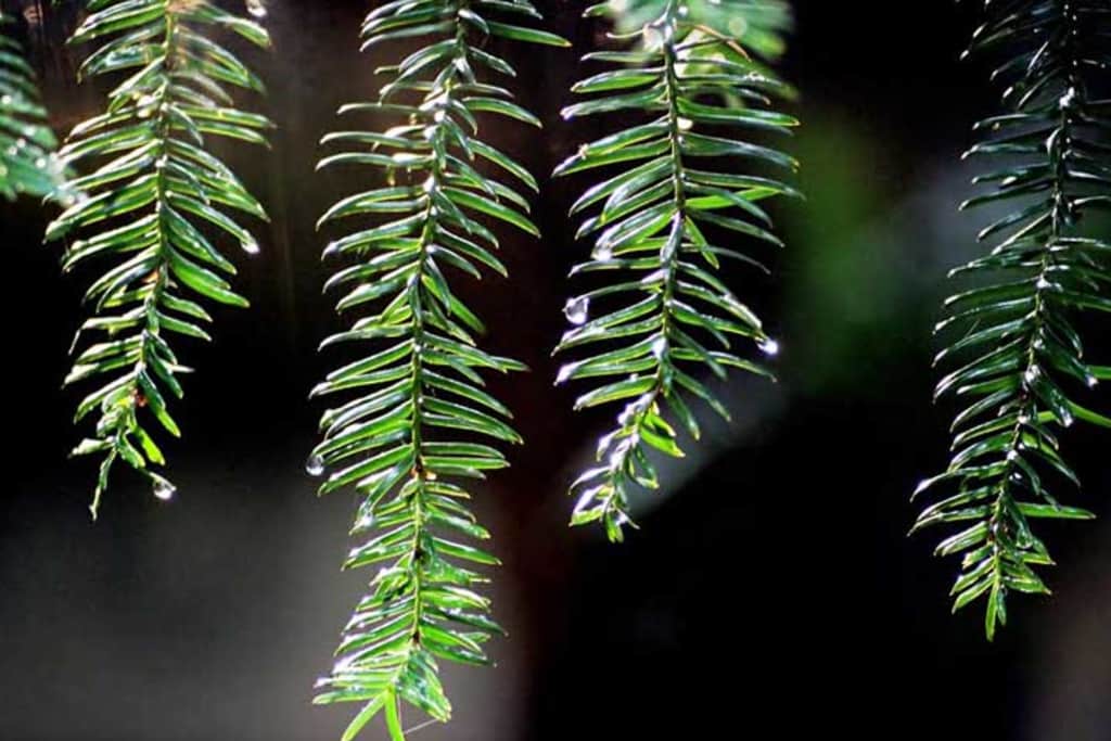 Pine Needles. Photo Credit: Green Tree Event Consultants