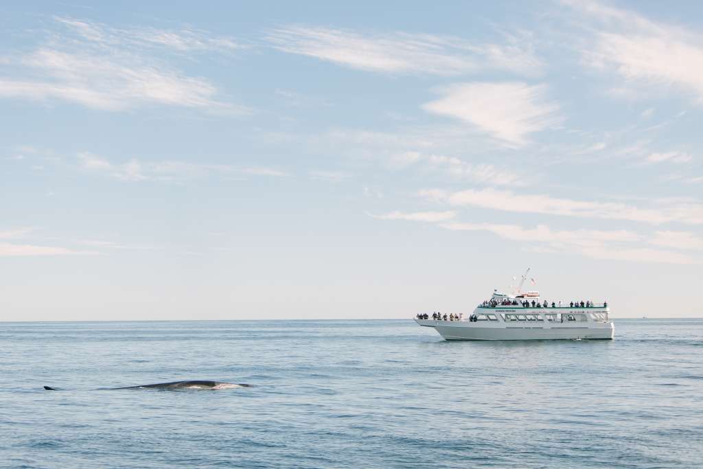 Boat Passing by Whale. Photo Credit: Megan Clouse