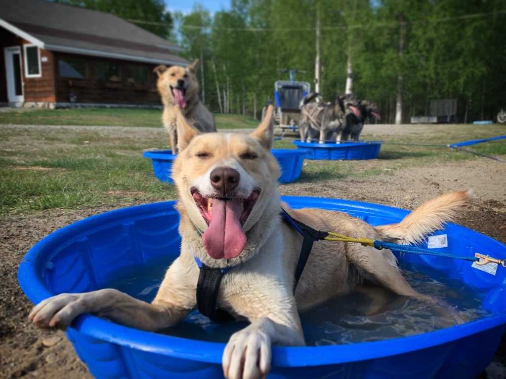 Alaskan Husky Adventures