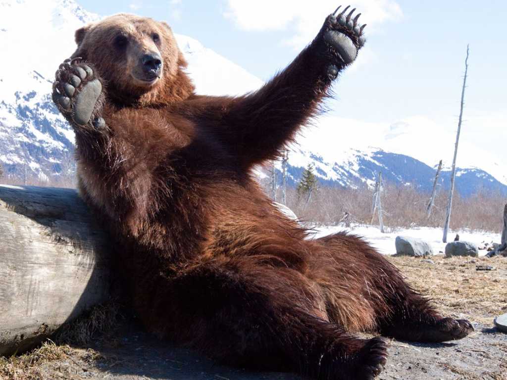 Alaska Wildlife Conservation Center