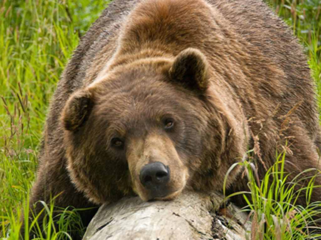 Alaska Wildland Adventures