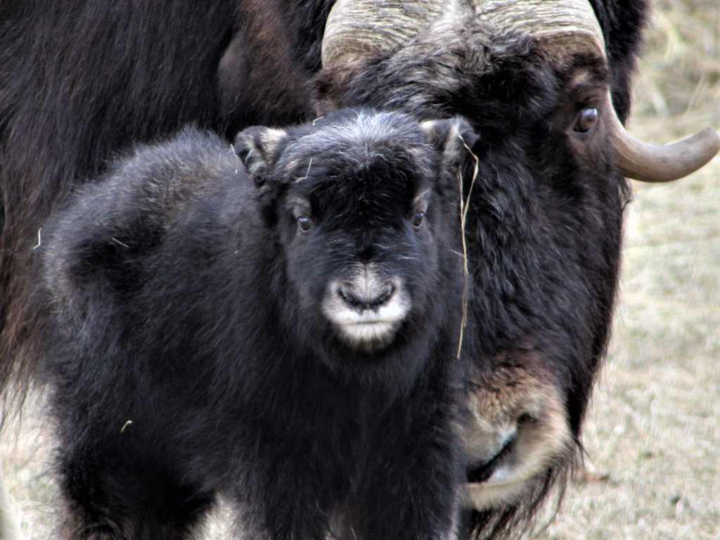 Musk Ox Farm