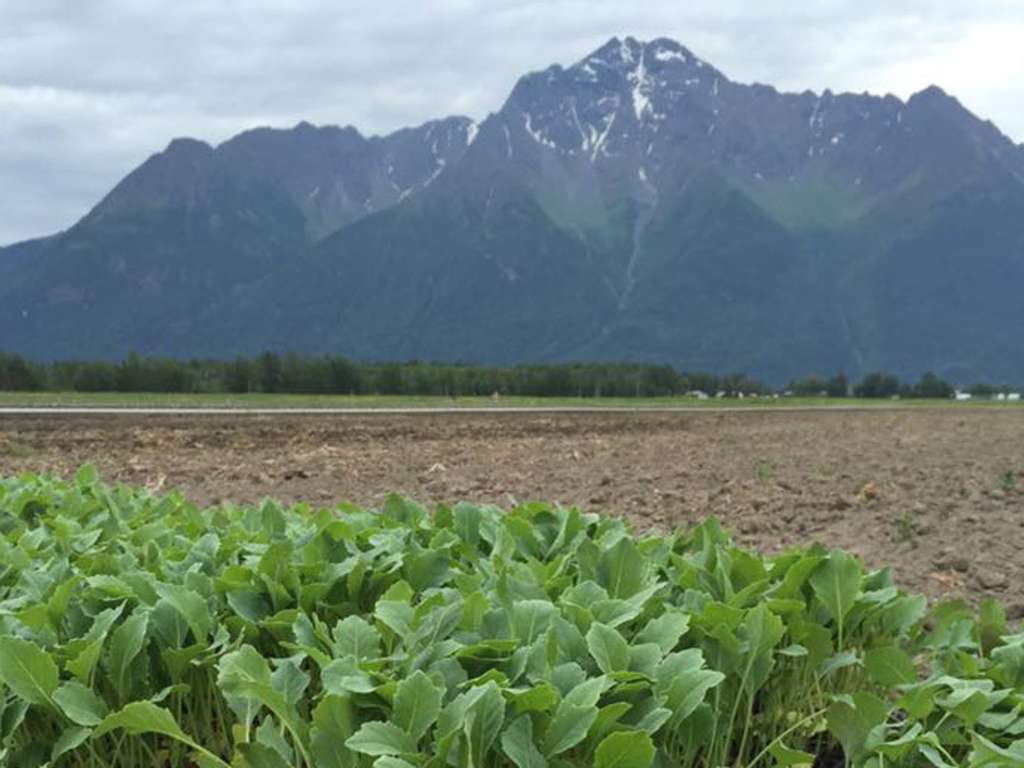 Pyrah’s Pioneer Peak Farm