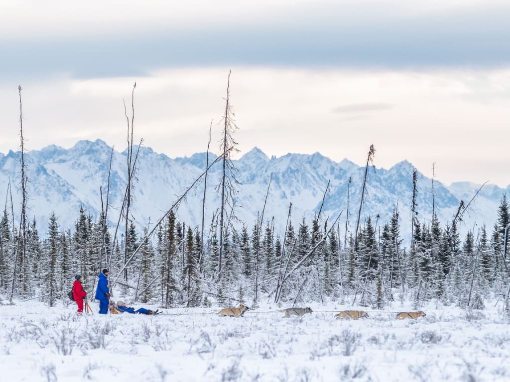 Alaska Mushing School