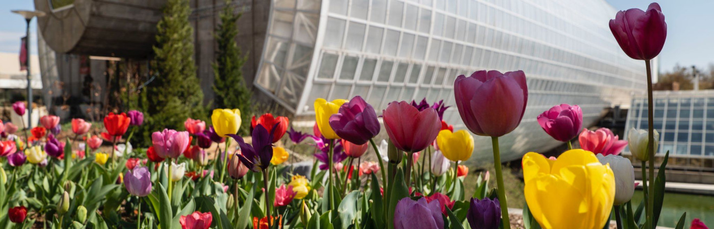 Tulips at Myriad Botanical Gardens in Oklahoma City — Photo courtesy of Visit OKC