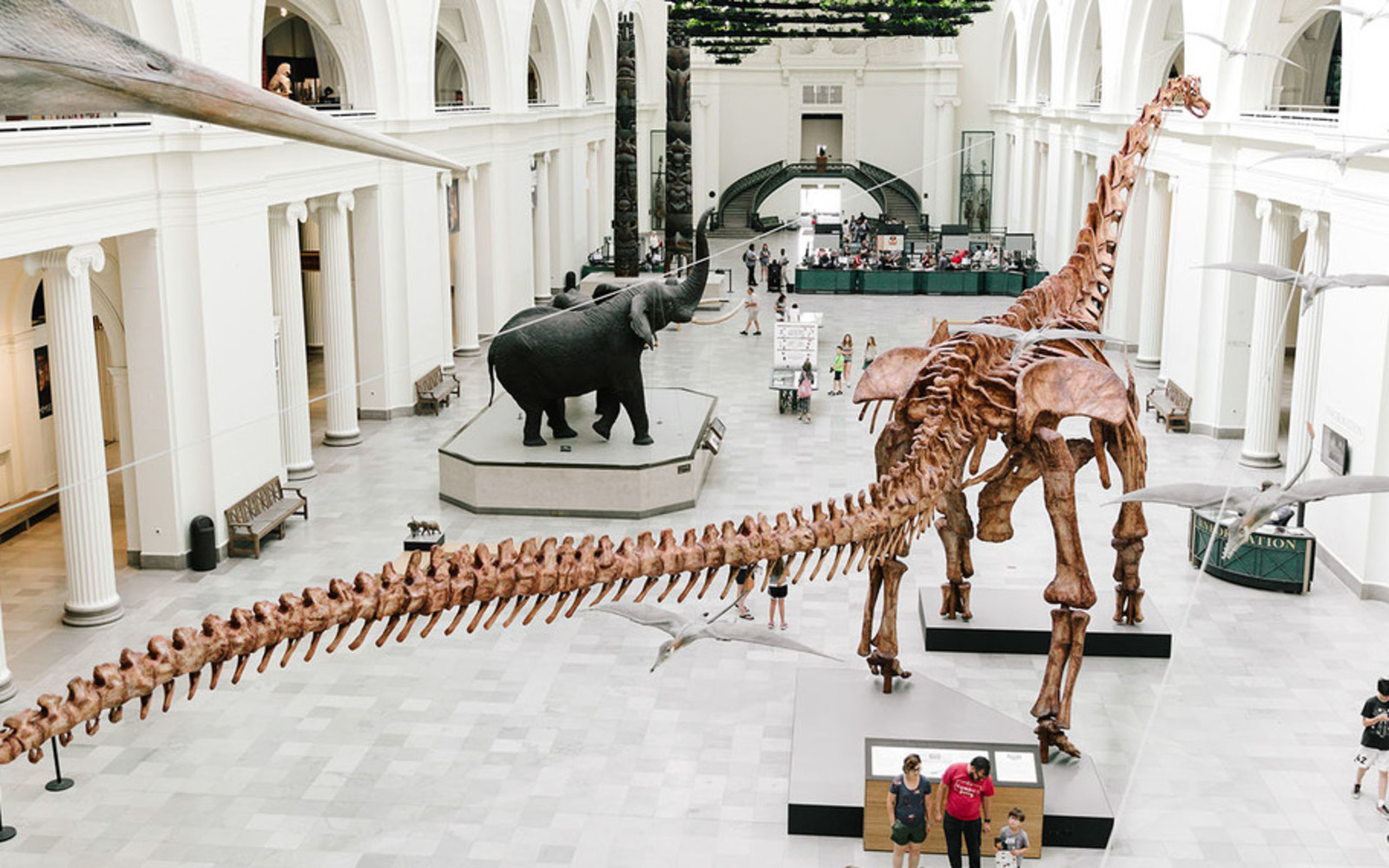 The Field Museum