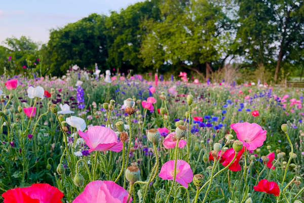 Bright wildflowers in a field