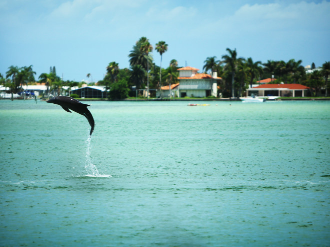 dolphin jumps completely out of the water near our dolphin watching boat