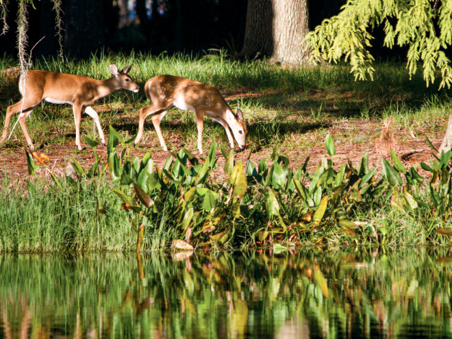 Brooker Creek Deer
