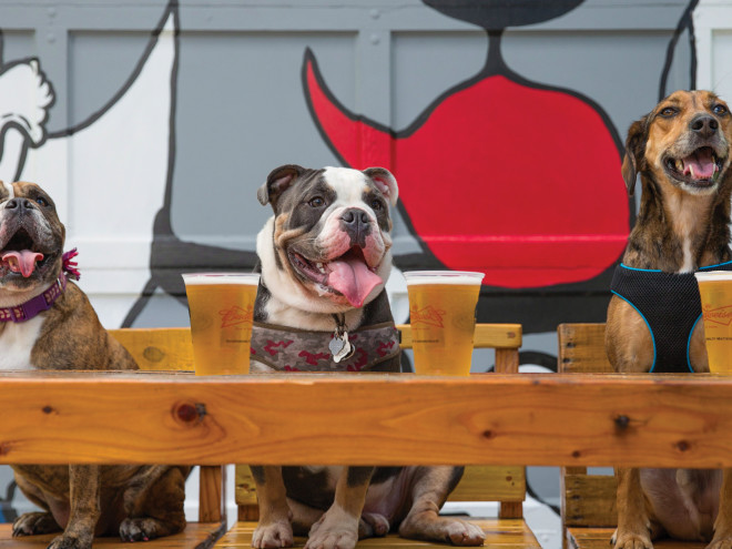 St Pete Dog Bar