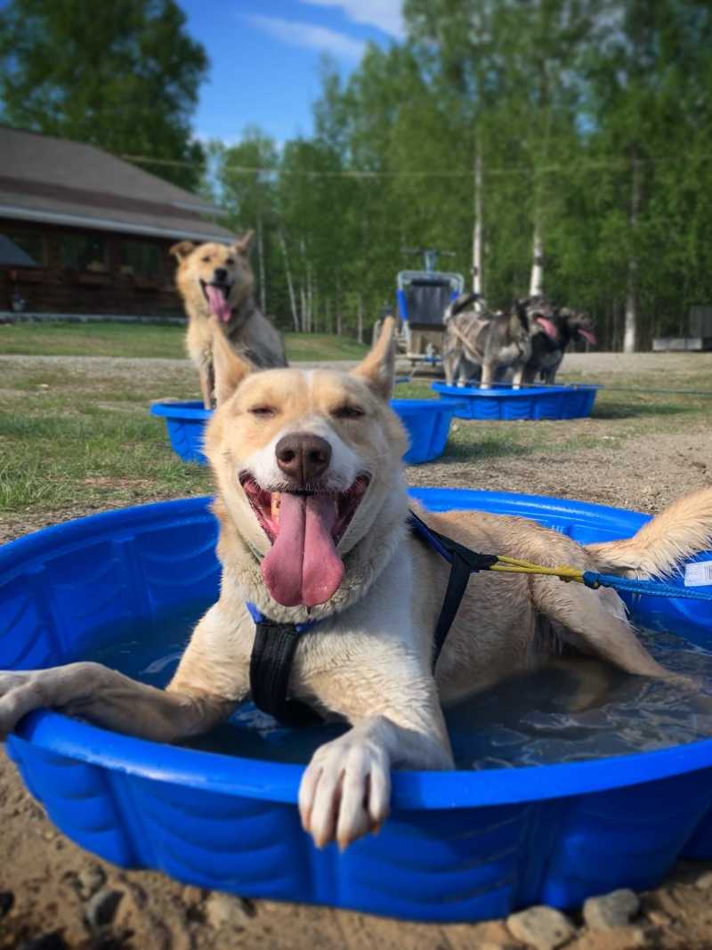 Alaskan Husky Adventures