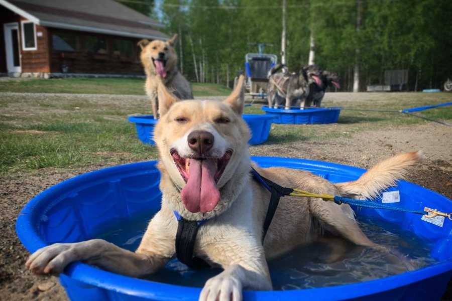 Alaskan Husky Adventures — image 1 of 34