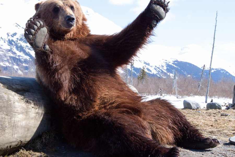 Alaska Wildlife Conservation Center — image 1 of 11
