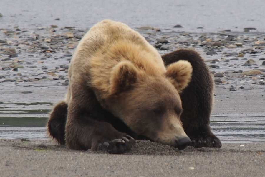 Alaska Travel Connections LLC — image 1 of 7