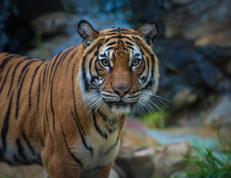 Charles Paddock Zoo Tiger