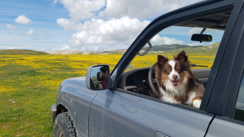 Carrizo Plains Super Bloom with dog in the car