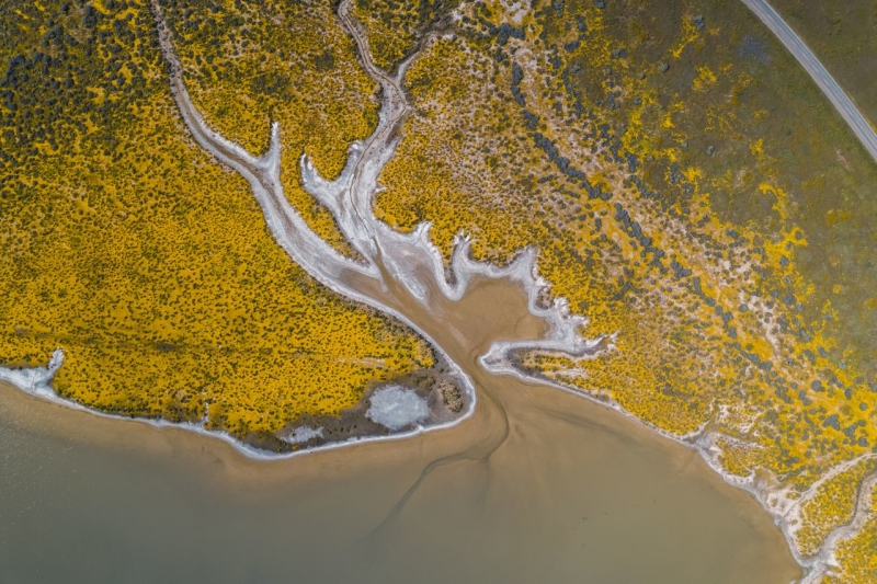 Aerial view of a golden SLO CAL marsh estuary: braided tidal channels weave through bright yellow salt grass, spilling into sandy mudflats. A curvy road traces the top edge—classic California coast scenery.