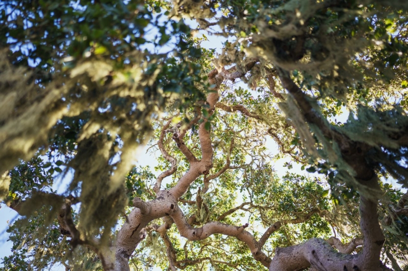 Looking up at a mossy oak canopy with twisting branches and sunlit green leaves in San Luis Obispo County California