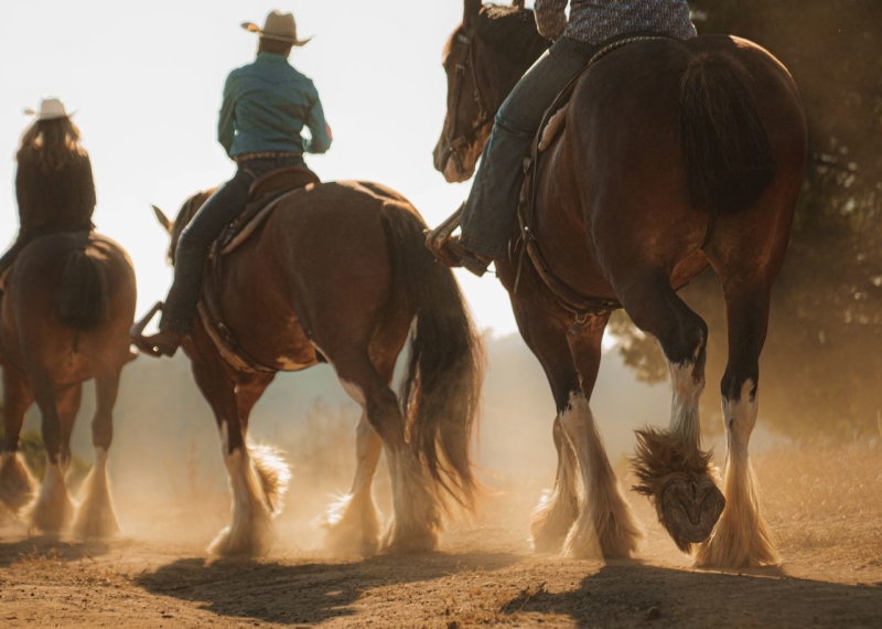 Close up of three clydesdale horses walking in a line away from camera with riders