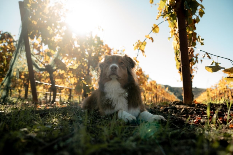 Brown and white dog laying in the dirt and grass between rows of grape vines in the sun