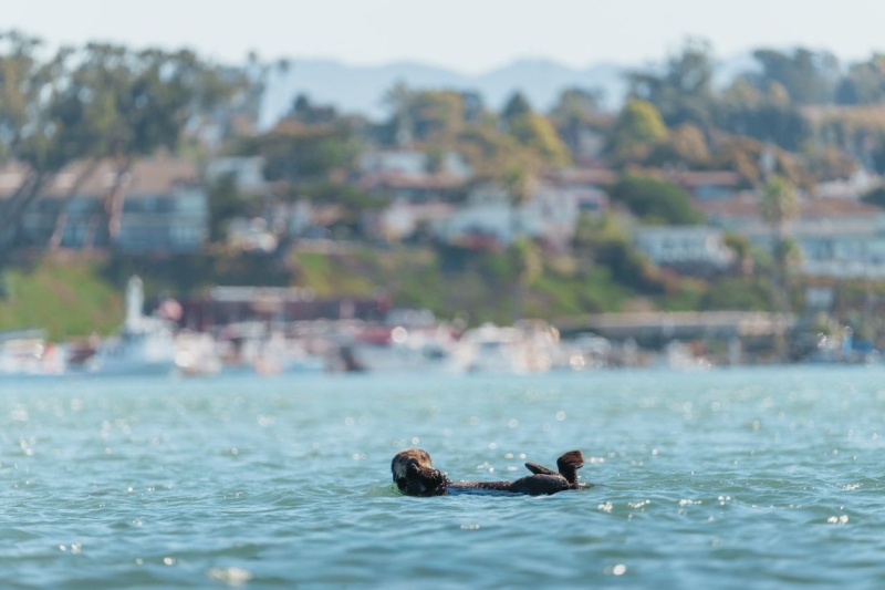 Otter in the Morro Bay Marina from far away with blurred background