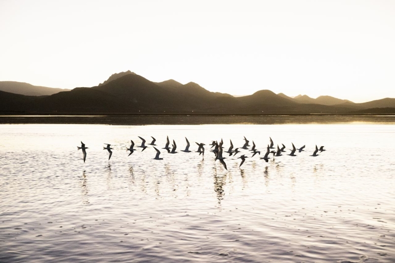 Group of birds flying close to the water with hills in the background