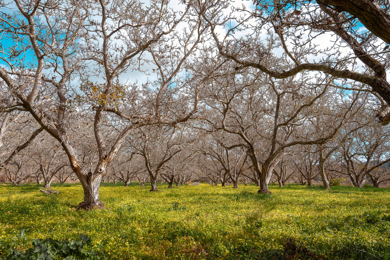 Field with trees, blue sky, and yellow flowers