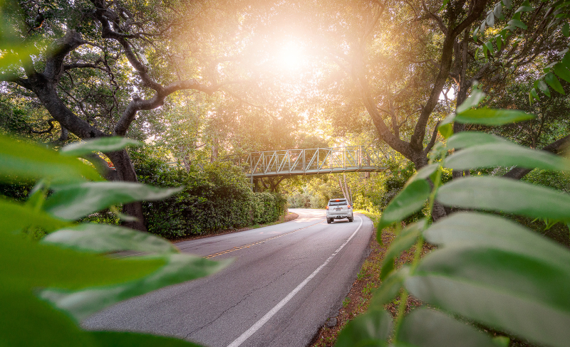 Car driving under bridge on two lane road in forest