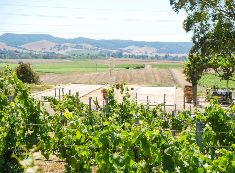 View of hills and vines